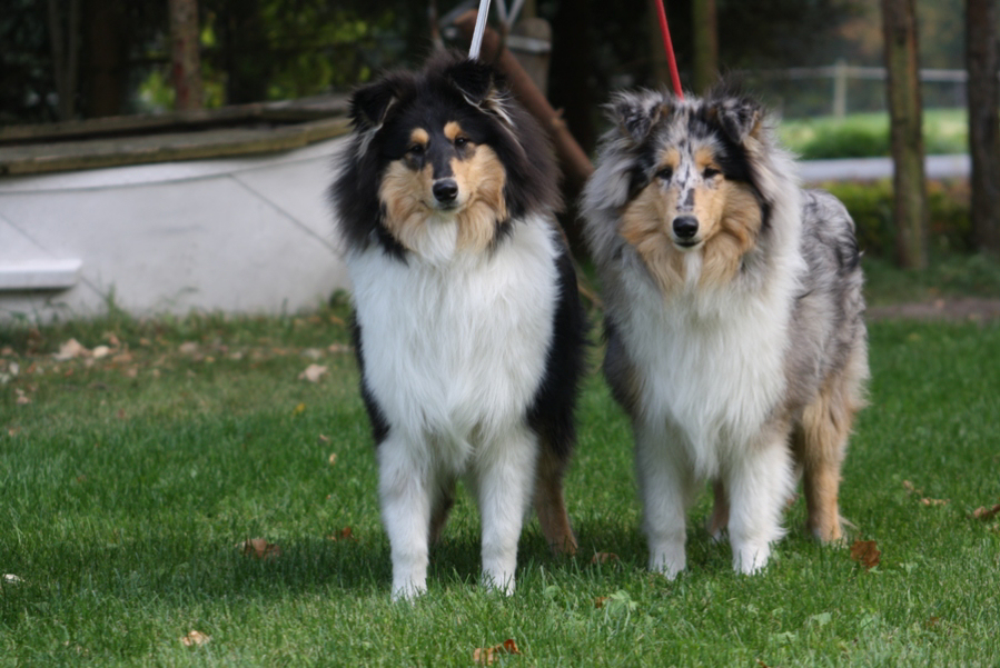 Cécile und Chiffon vom Paradies