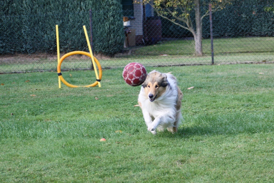 gleich hab ich den Ball